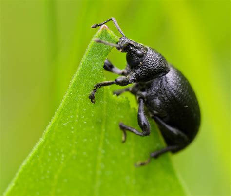 Black vine weevil at work - Otiorhynchus sulcatus / ISO 16… | Flickr