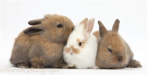 Three baby bunnies photo WP36283