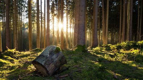 Wallpaper Nature Forests Tree stump Trees 2560x1440