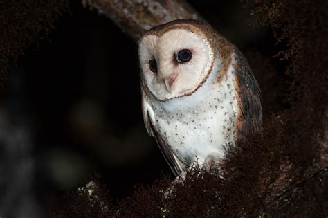 Barn Owl | Sean Crane Photography