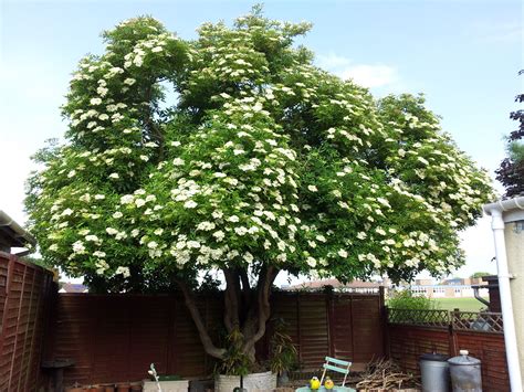 Elderflower tree | Backyard plants, Trees to plant, Planting flowers