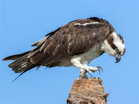 Osprey - eBird