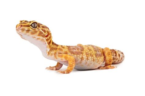 How to Tell if Your Leopard Gecko is Overweight (And What To Do) - Gecko Advice