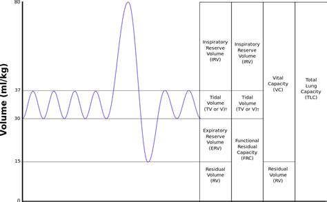 Lung Volumes Definitions and Spirometry - Medical School Memoirs