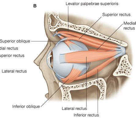 Levator Palpebrae Superioris Muscle With Eye Structure Outline Diagram | ubicaciondepersonas ...