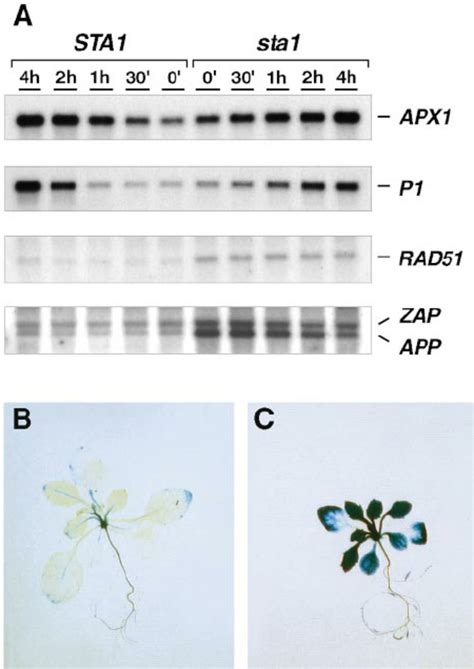 Gene Expression Analysis. | Download Scientific Diagram