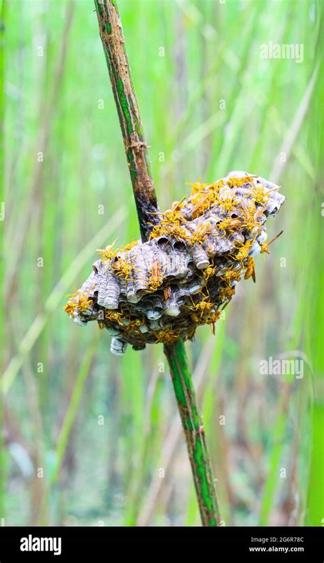 Close up hornet with nest. Wasps in the nest. A hornet's nest that is ...