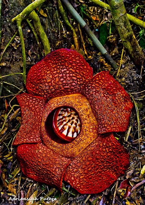 Virtual Adrian: The World's Largest Flower - Rafflesia Arnoldii