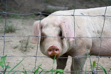 Chester White Pigs ~ All You Need to Know - Rural Living Today