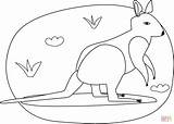 Kangaroo coloring Page  Free Printable Coloring Pages sketch template