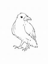 Crow coloring Page sketch template
