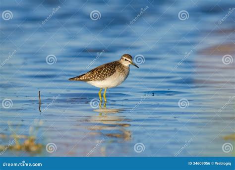 Green Sandpiper in Natural Habitat ( Tringa Ochropus) Stock Photo ...