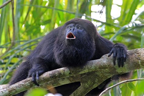 Black Howler Monkeys Adapt Mental Maps Like Humans for Efficient Navigation