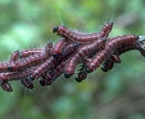 Walnut Caterpillar | Oklahoma State University