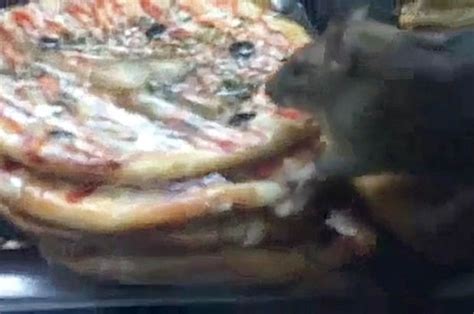 Disgusted customer films diseased rats eating pizza at fast-food restaurant | Daily Star