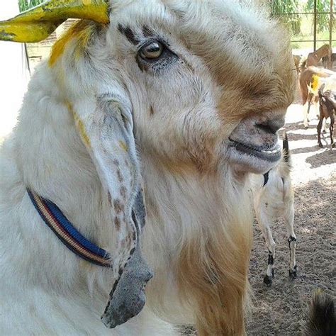 Jamunapari Goat Breed Information | VillageofGoats