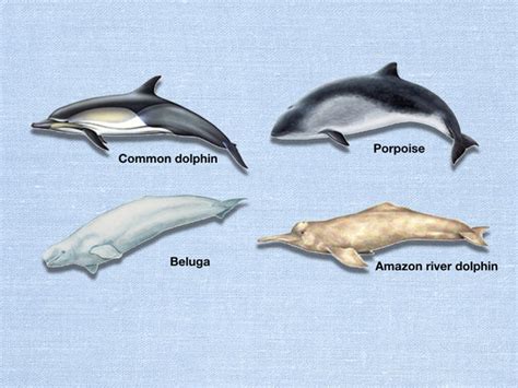 Cetaceans Keep an Eye Open | CNRS News