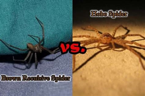 Brown Recluse vs Hobo Spider: Six Major Differences