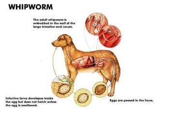 What are Whipworms? | Pet Butler