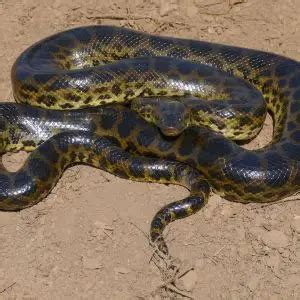 Yellow Anaconda - Facts, Diet, Habitat & Pictures on Animalia.bio