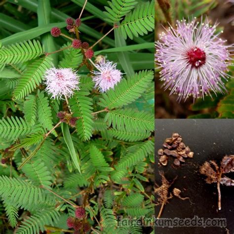 Mimosa Pudica Sensitive Weed Touch Me Not Seeds | Fair Dinkum Seeds