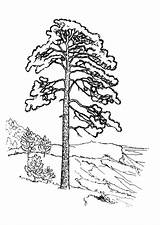 Pine Tree Drawings Black And White Sketch Coloring Page sketch template