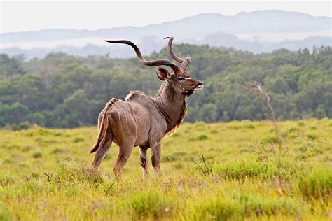 A Majestic Male Kudu