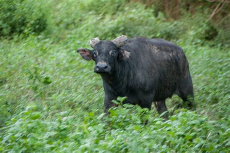 Conservation Efforts for the Endangered Tamaraw are Failing - When In ...