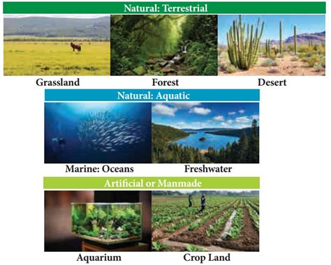 Terrestrial biomes - Biosphere | Geography