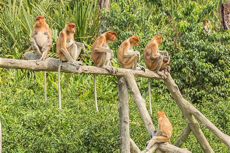 330+ Brunei Wildlife Stock Photos, Pictures & Royalty-Free Images - iStock