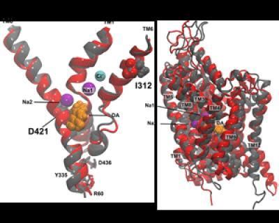 The dopamine transporter | Science Codex