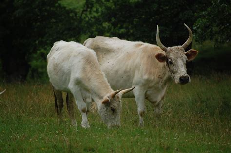 Reflections from the Hidden Kingdom: Wild Cattle, Wild Northumberland ...