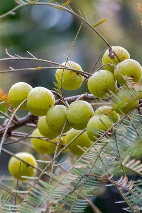 Benefits of Indian Gooseberry and Honey | Gooseberry powder, Gooseberry, Honey