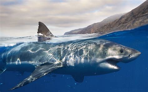 Great White Shark 1080P - Parketis