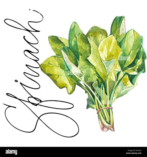 Botanical drawing of a spinach. Watercolor beautiful illustration of culinary herbs used for ...