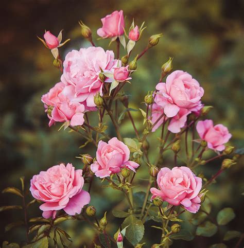 Rose bush pink retro Photograph by Anna Matveeva - Pixels