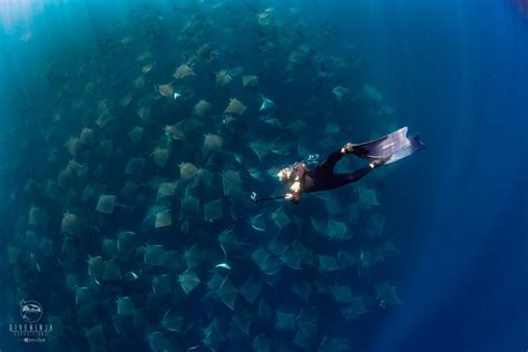 The Magnificent Mobula Rays of Baja California Mexico