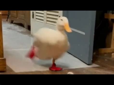 Duckling Running Gif