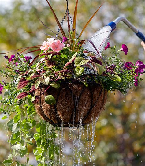 Hanging Basket Watering Tips | Garden Gate