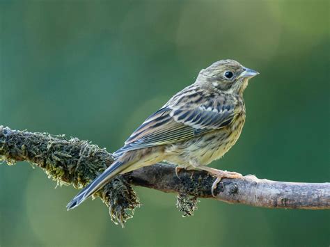 Yellowhammer Bird Facts (Emberiza citrinella) | Birdfact