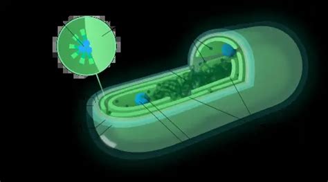 Cyanobacteria - Classification, Structure, Treatment and Reproduction