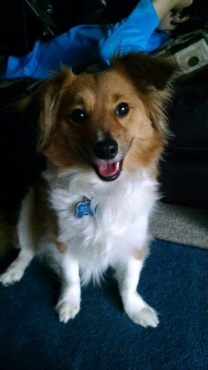 My sons dog Bitza. A Sheltie Corgi Mix. | Corgi, Puppies, Sheltie