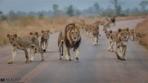 Majestic Encounter: Kruger Park’s Largest Lion Pride Takes Over the ...