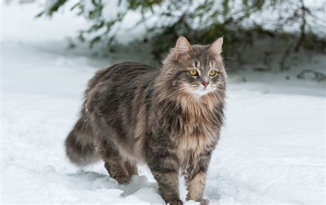 10 Russian Cat Breeds: An Overview (With Pictures) - Catster