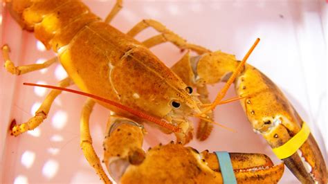 A rare orange lobster was donated to Scottsdale aquarium