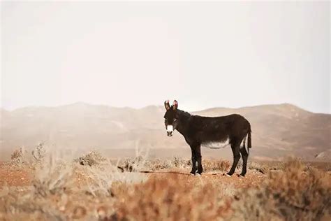 Donkey - All Animal Facts