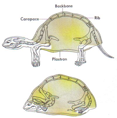 Anatomy Of A Turtle Shell - Anatomical Charts & Posters