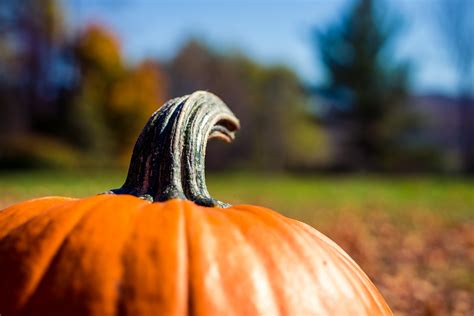 Flickr a Day 270: ‘Pumpkin Stem’ – 5 Minutes with Joe