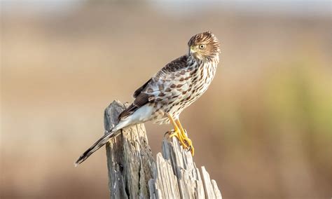 8 Types of Hawks Found in Florida