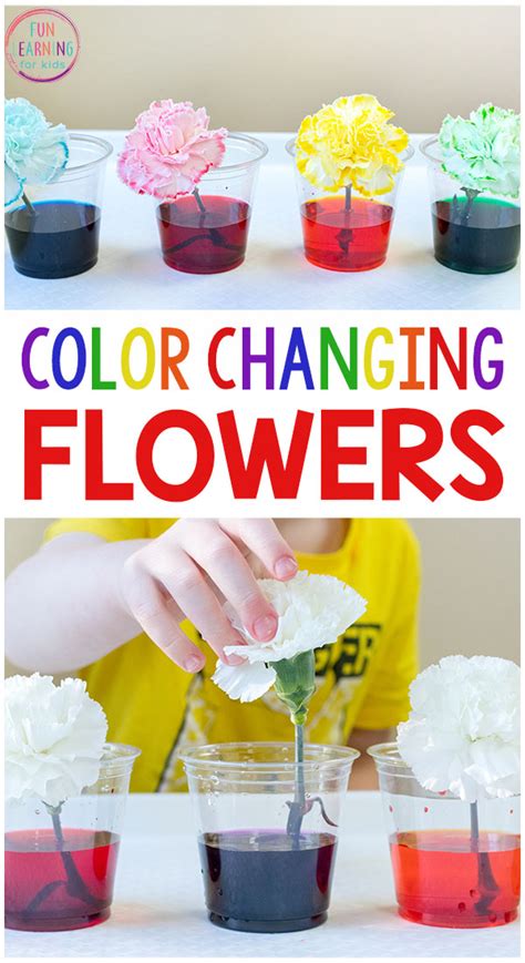 Carnations And Food Coloring Science Fair Project - Coloring Walls